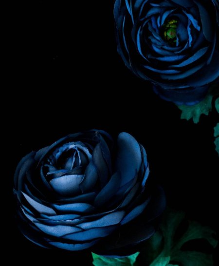 Темные цветы