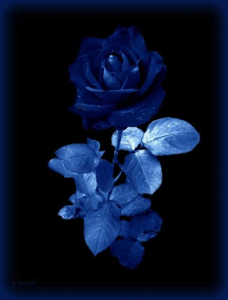 Синие цветы