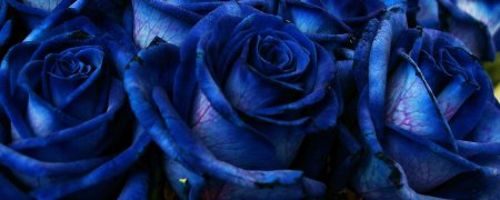 Синяя роза