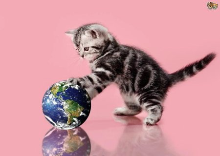 Котенок с глобусом