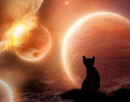 Кошка в космосе