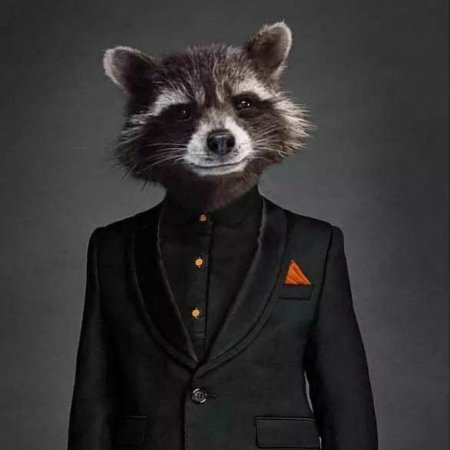 Косумельский енот