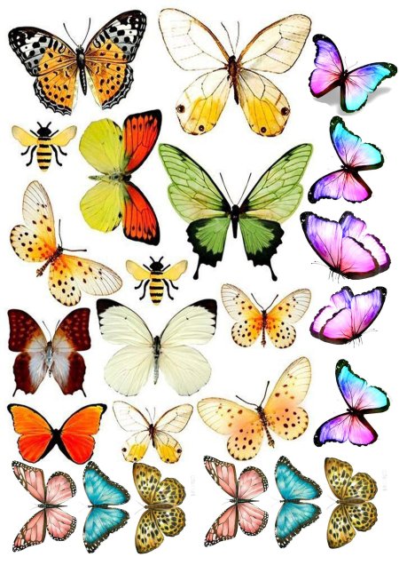 Разноцветные бабочки