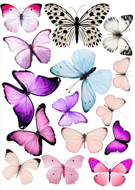 Красивые бабочки картинки для печати