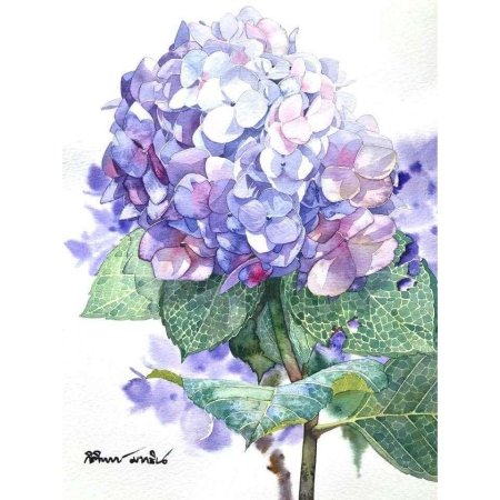 Гортензия Сельма