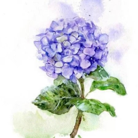 Гортензия акварель