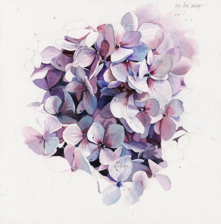 Гортензия акварель