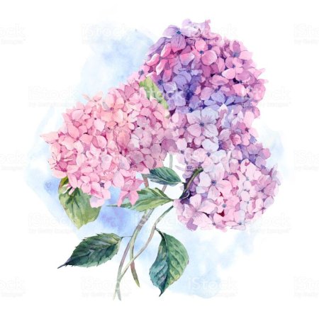 Букеты с гортензией акварель