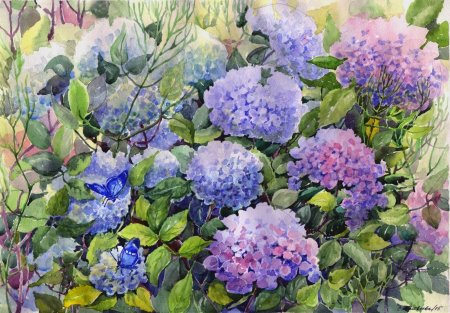 Тюлькин гортензии