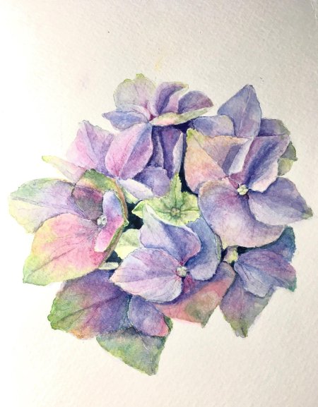 Гортензия рисунок акварель