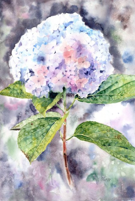 Гортензия живопись