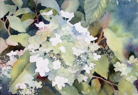 Гортензия метельчатая акварелью