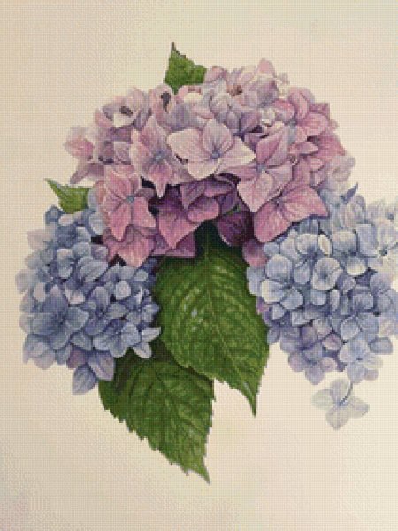 Гортензия Кинг Георг