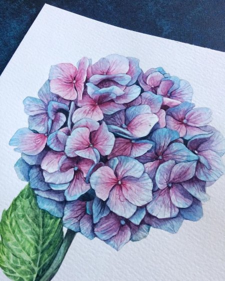 Гортензия скетчинг