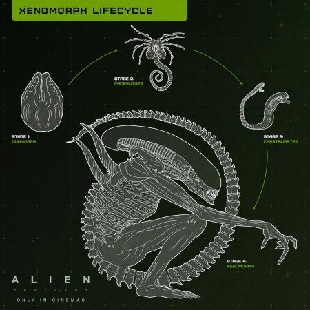 Стадии развития чужого