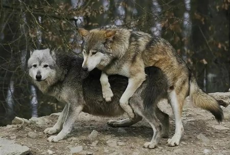 Волки спариваются