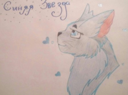 Коты Воители для срисовки синяя звезда