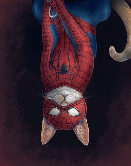 Спайдер кот Марвел