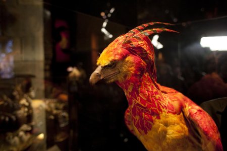 Гарри поттер феникс