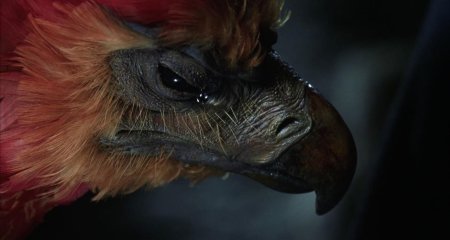 Птица феникс гарри поттер