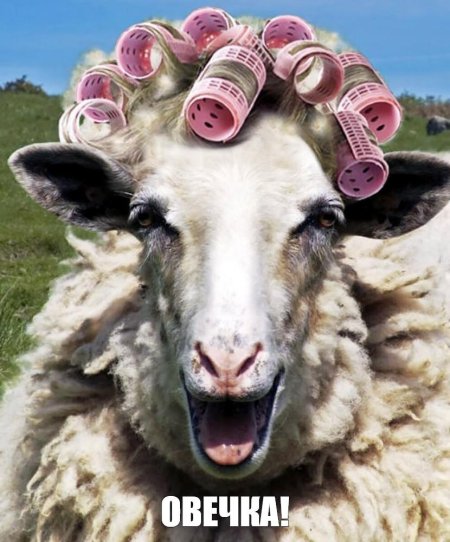 Овца смешная