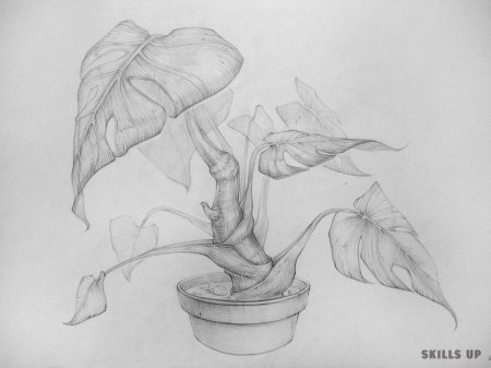 Растения карандашом