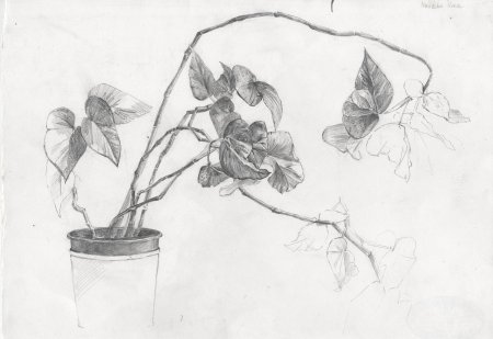 Зарисовки растений