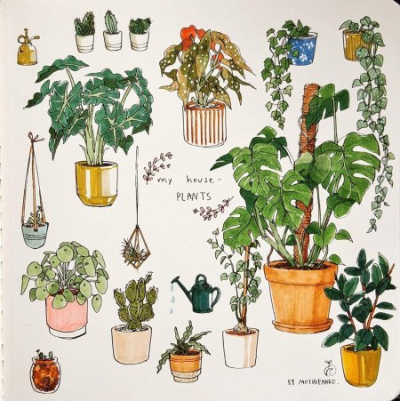Зарисовки комнатных растений