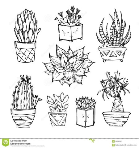 Комнатные растения скетч