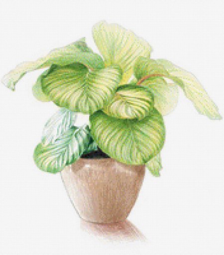 Цветы цветными карандашами