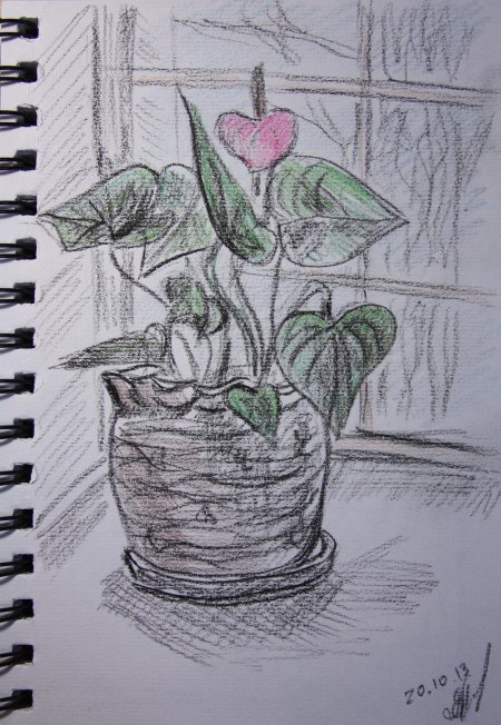 Комнатные растения карандашом