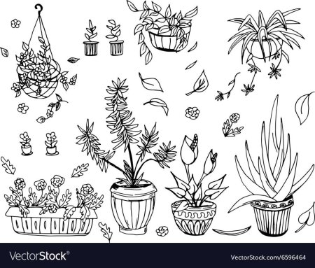 Раскраска цветок в горшке