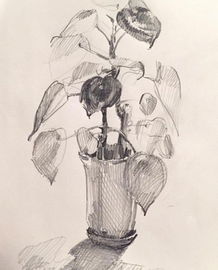 Наброски растений