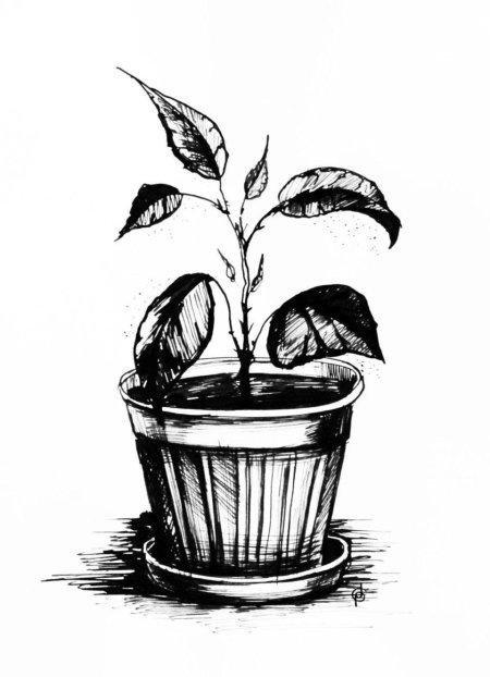 Набросок цветка в горшке