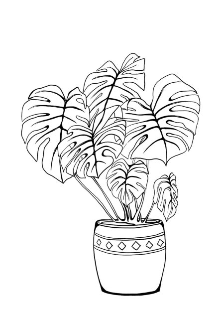 Комнатные растения раскраска