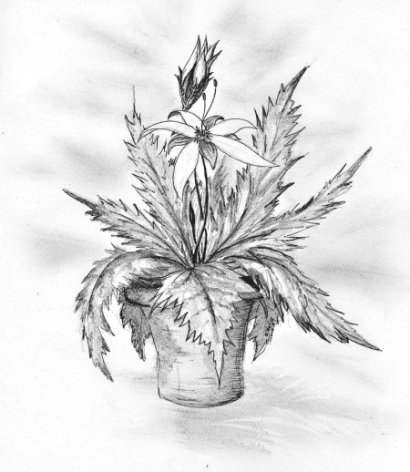 Комнатные растения карандашом