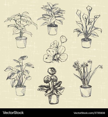 Набросок цветка в горшке