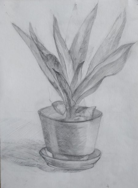 Комнатные растения карандашом