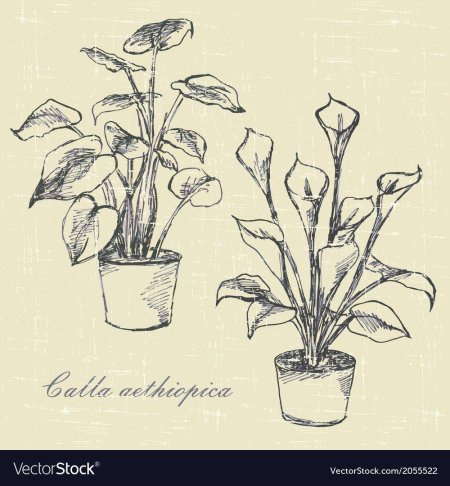 Спатифиллум ботаника