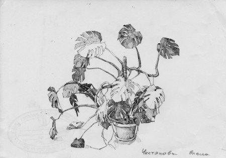 Зарисовки растений