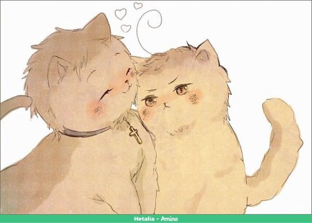 Котики обнимаются