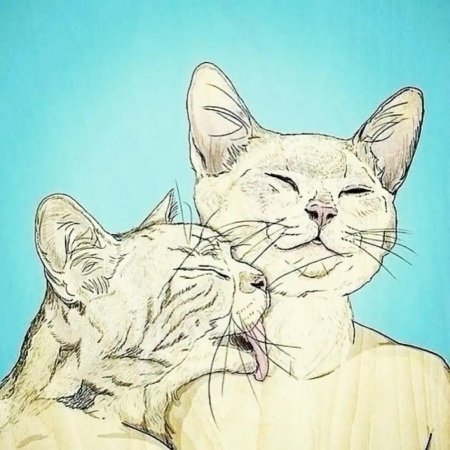 Котики любовь