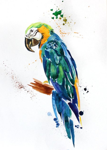 Попугай акварелью