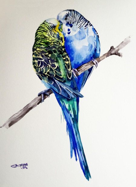 Волнистые попугайчики неразлучники