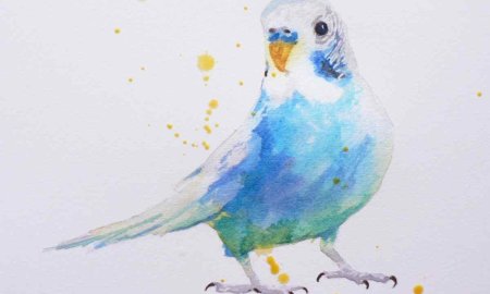 Волнистый попугайчик акварелью