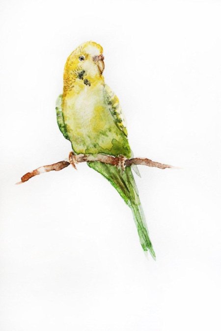 Волнистый попугайчик акварелью