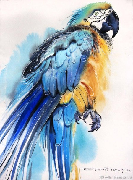 Акварельный попугай