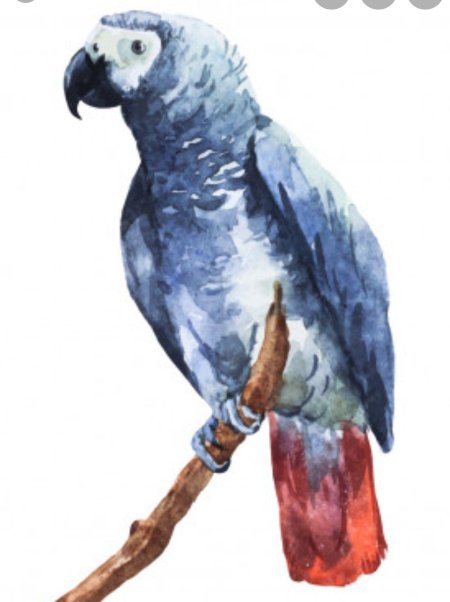 Попугай жако акварелью