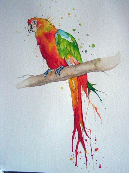 Попугай акварелью