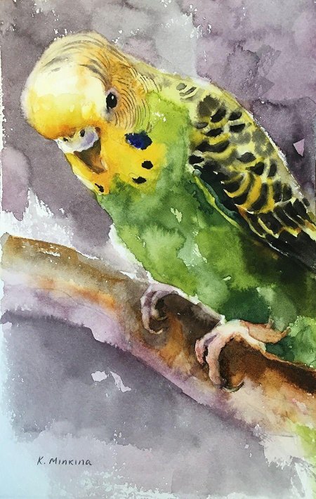 Волнистый попугайчик акварелью